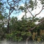 arcelor_20091027_1042028943