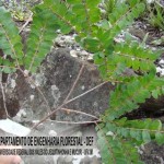 biribiri_20090826_1078655570